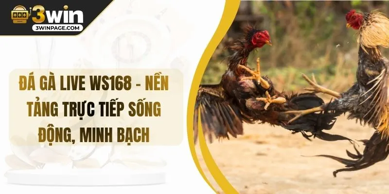 Đá gà Live WS168